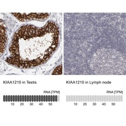 KIAA1210 Antibody, Novus Biologicals 25 &mu;L; Unlabeled:Antibodies, Polyclonal